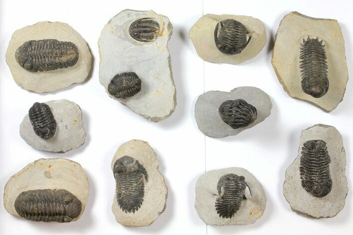 Lot: Assorted Devonian Trilobites - Pieces #119905